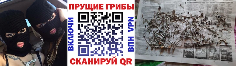 Псилоцибиновые грибы Psilocybine cubensis Лагань